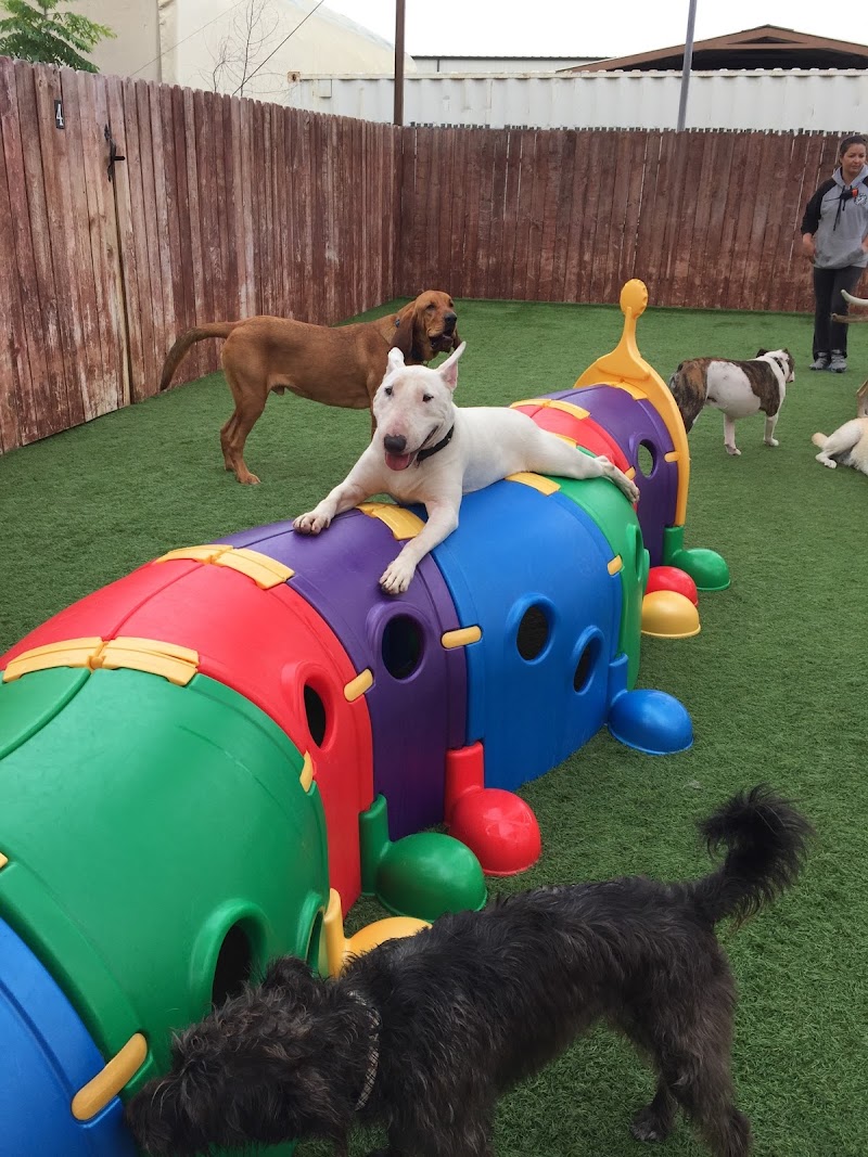 Camp Run-A-Mutt Chula Vista cover
