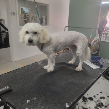 Puppy Love Pet Grooming cover image