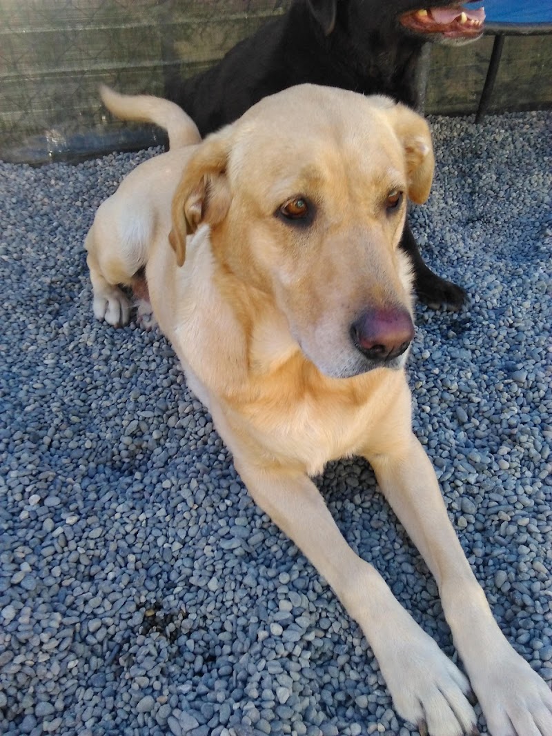 Barking Lot Doggie Daycare cover