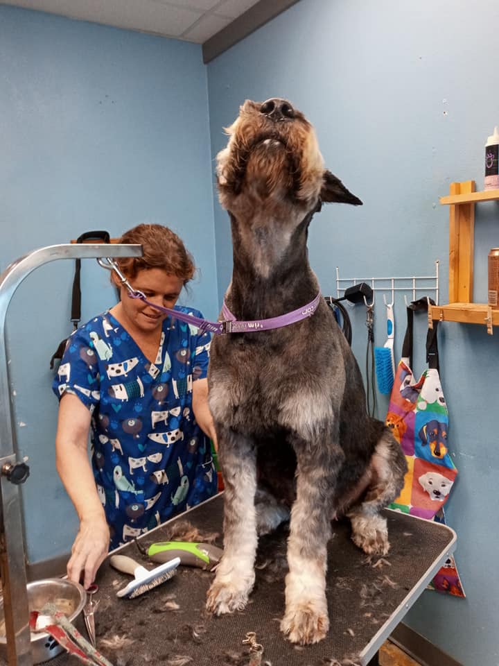 Sudzy Paws Pet Grooming cover image