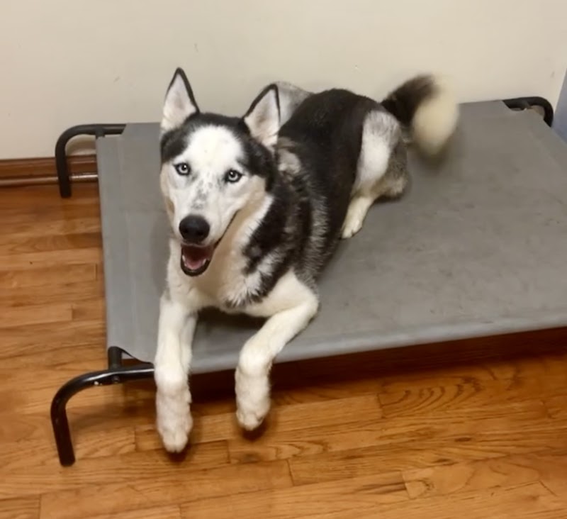The Canine Club - Chicago Dog Training cover