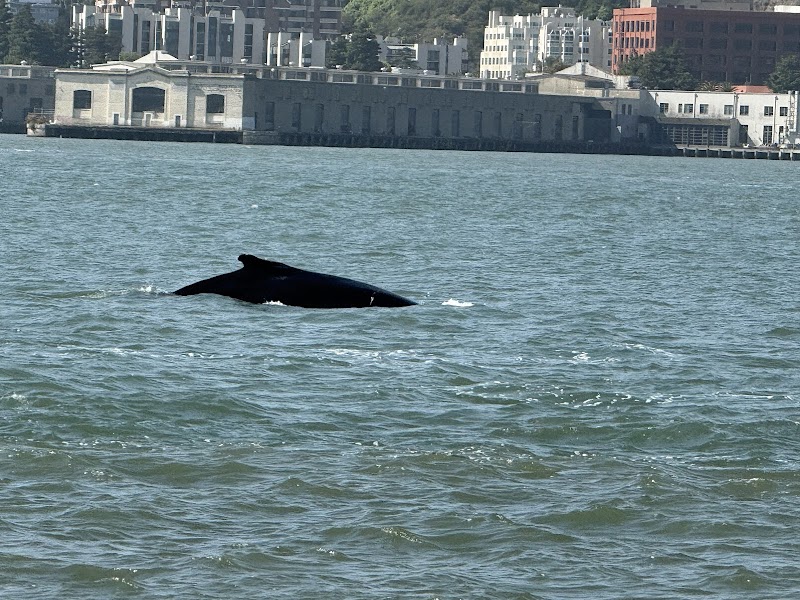 San Francisco Whale Tours cover image