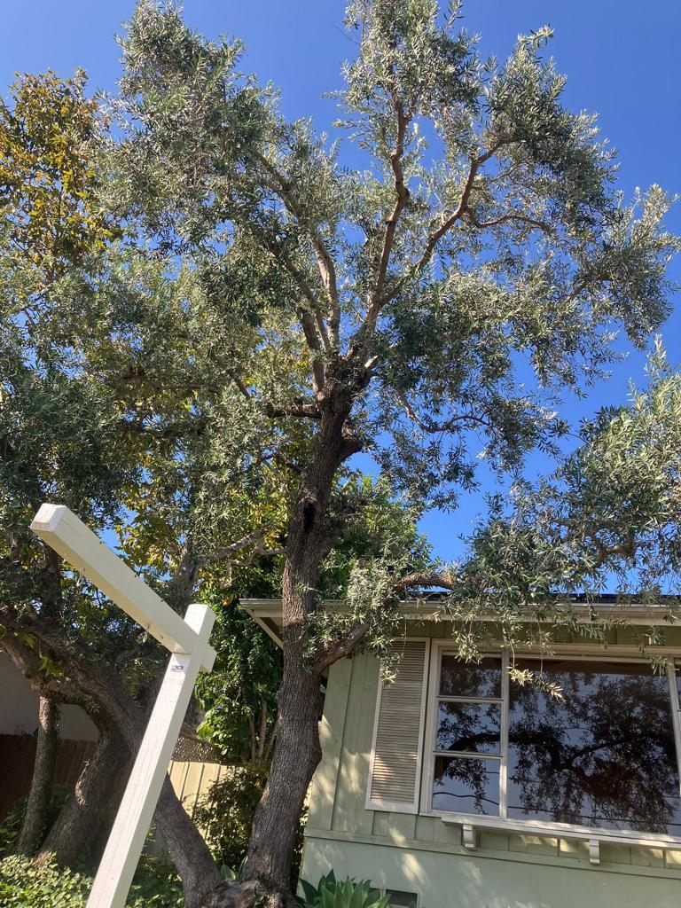 CM Precision Tree and Landscape Maintenance Inc cover image