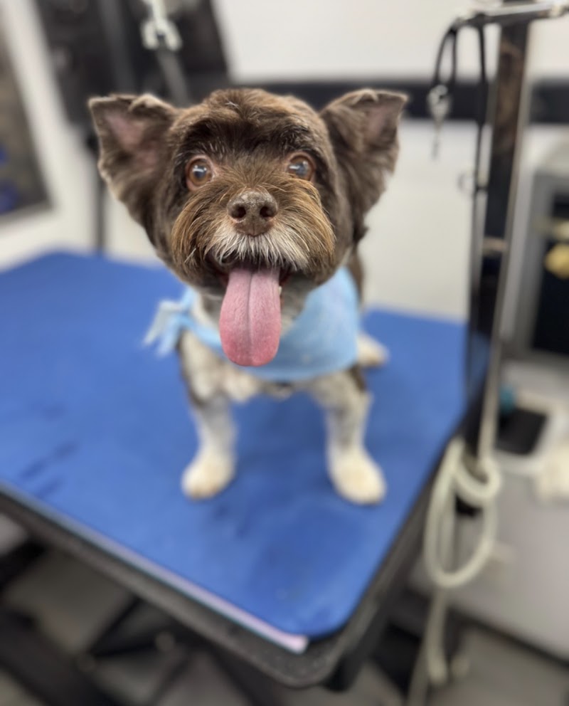 All Creatures Mobile Grooming cover image