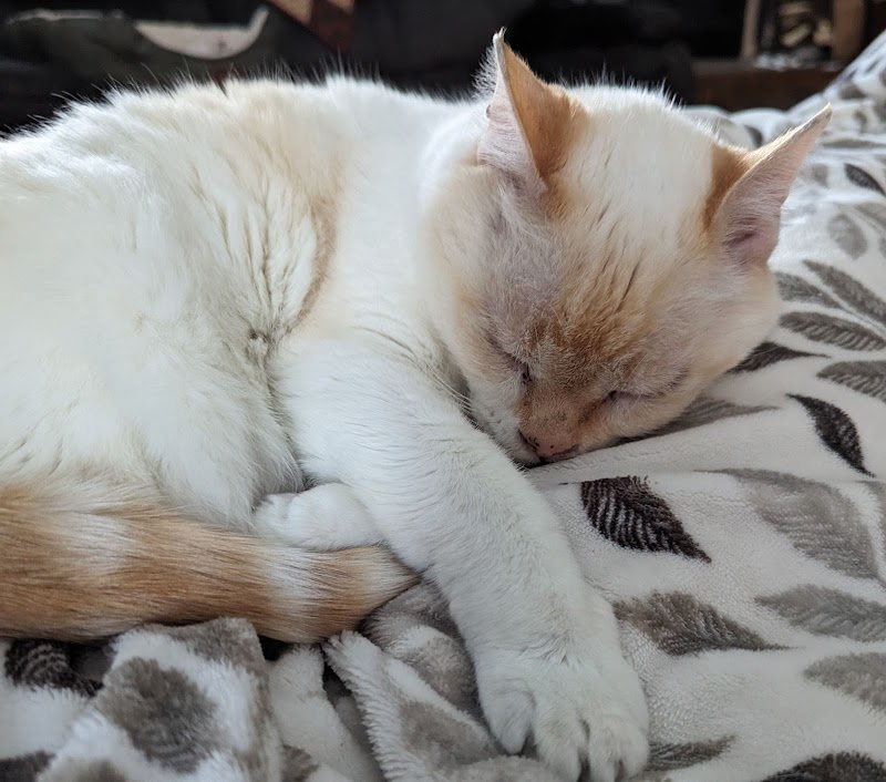 Cornerstone Animal Hospital cover image