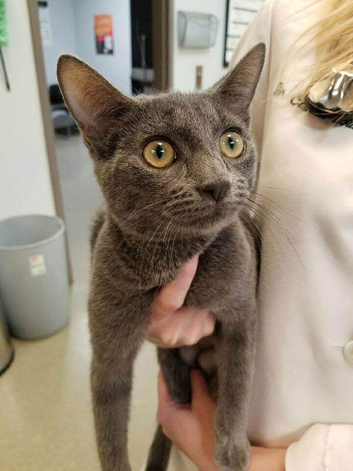 Caring Hearts Animal Clinic cover image