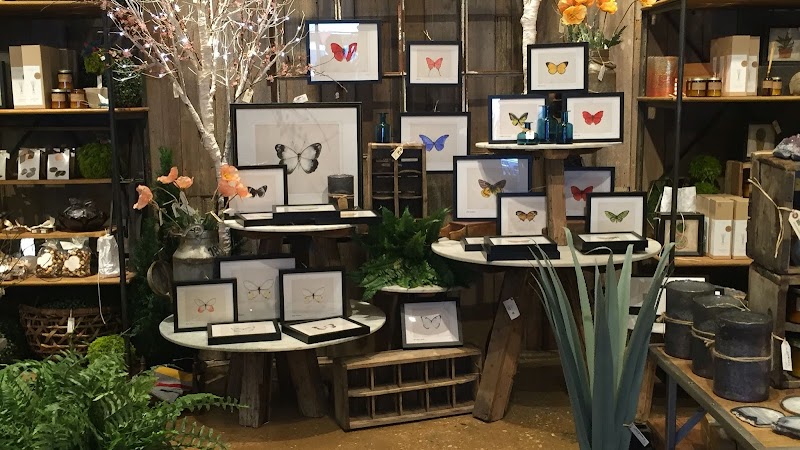 American Plant cover image