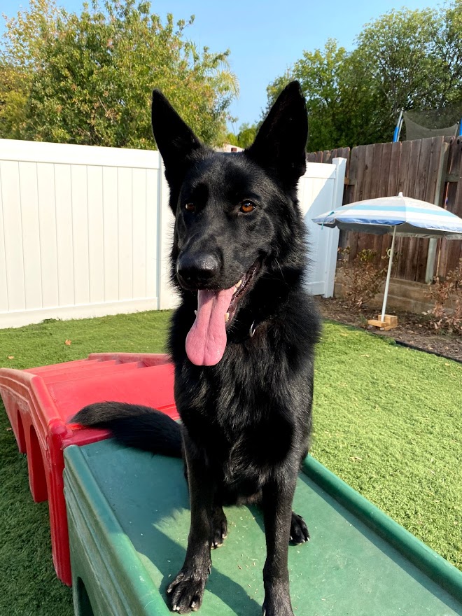 The Ranch Dog Training cover image