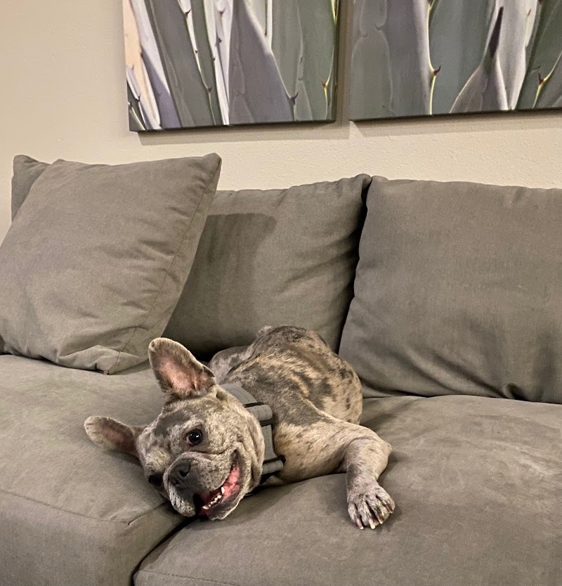 Phoenix Mountain Animal Hospital cover image