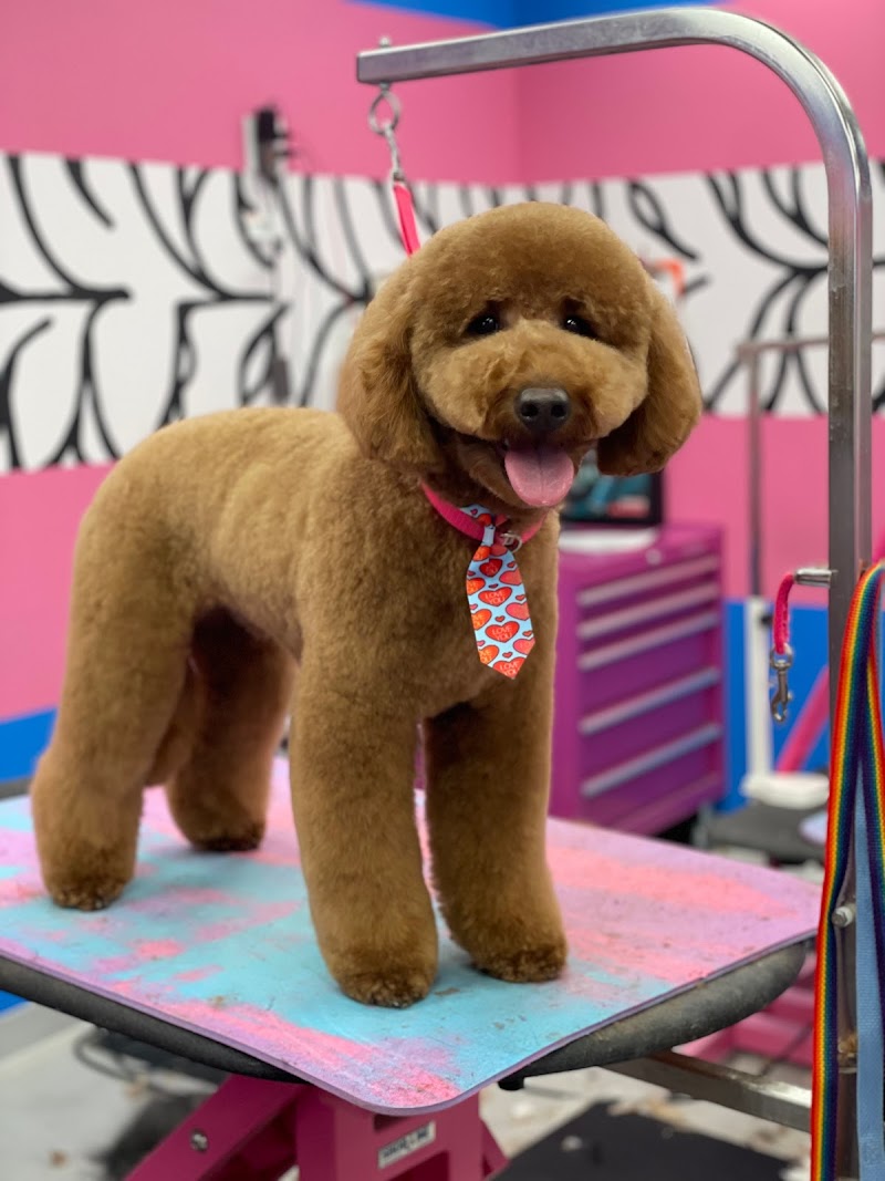 Designer Paws Salon cover image