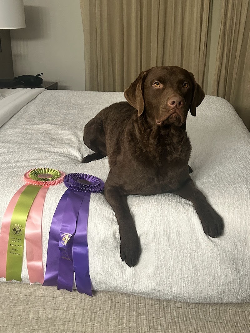 Carpe Diem Dog Training cover image