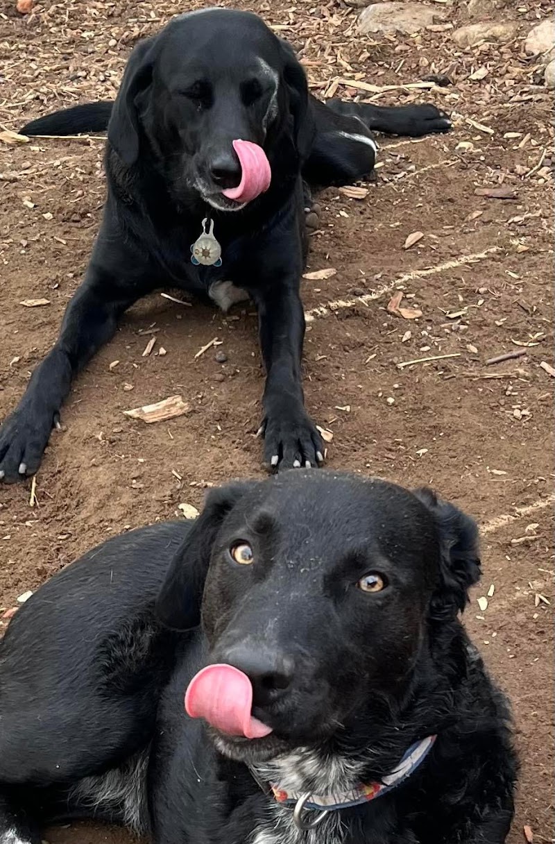 Bark and Play Denver Dog Daycare and Boarding cover image