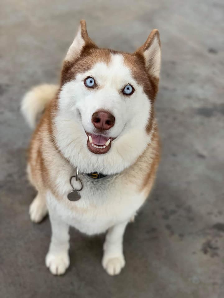 Hanrob Pet Hotels Canberra cover image