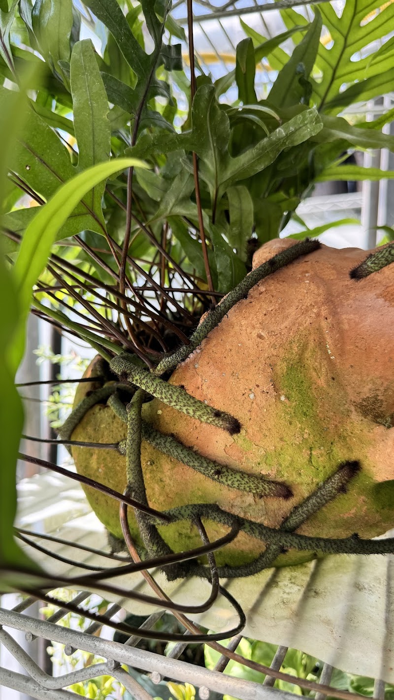 Hello Garden OKC cover image