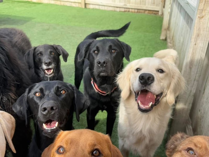 Happy Tails Resort cover image