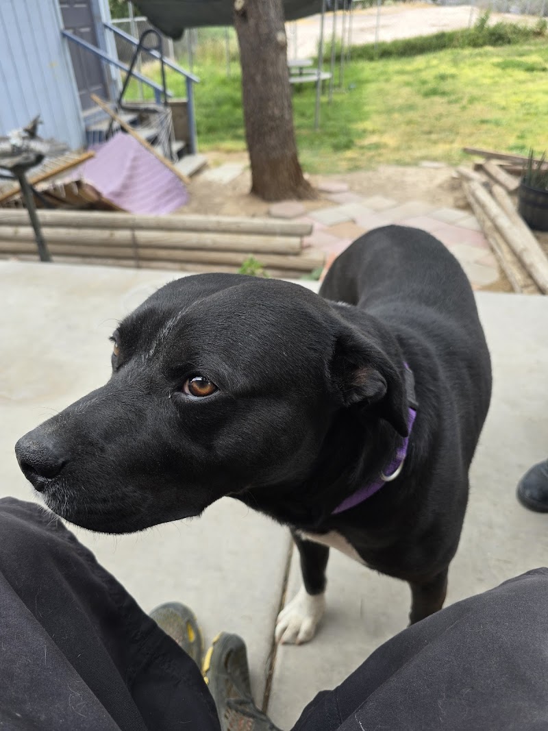 Chaparral Animal Spa. cover image