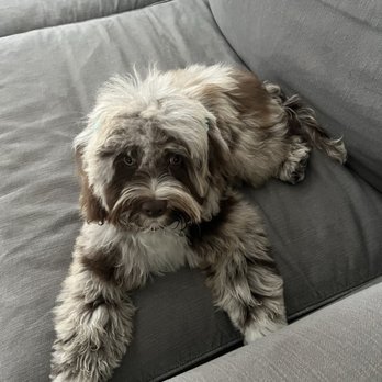 Furst Love Pet Spa cover image