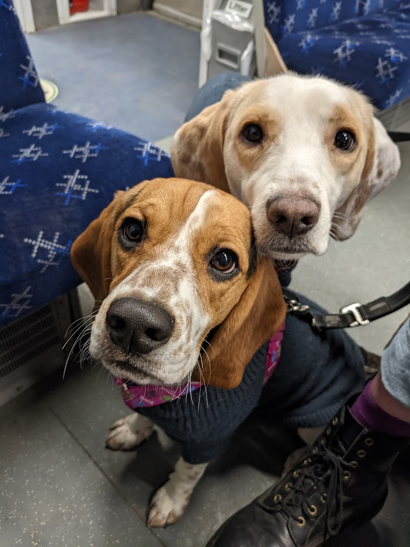 Hyndland Street Veterinary Surgery cover image