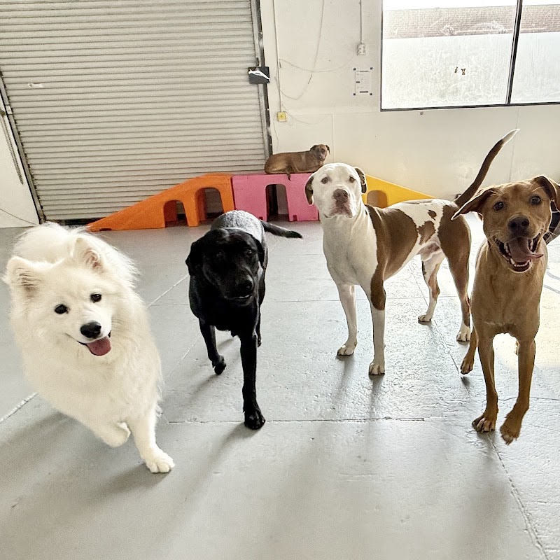 Oh Hello Dog: DTLA Dog Daycare & Boarding cover image