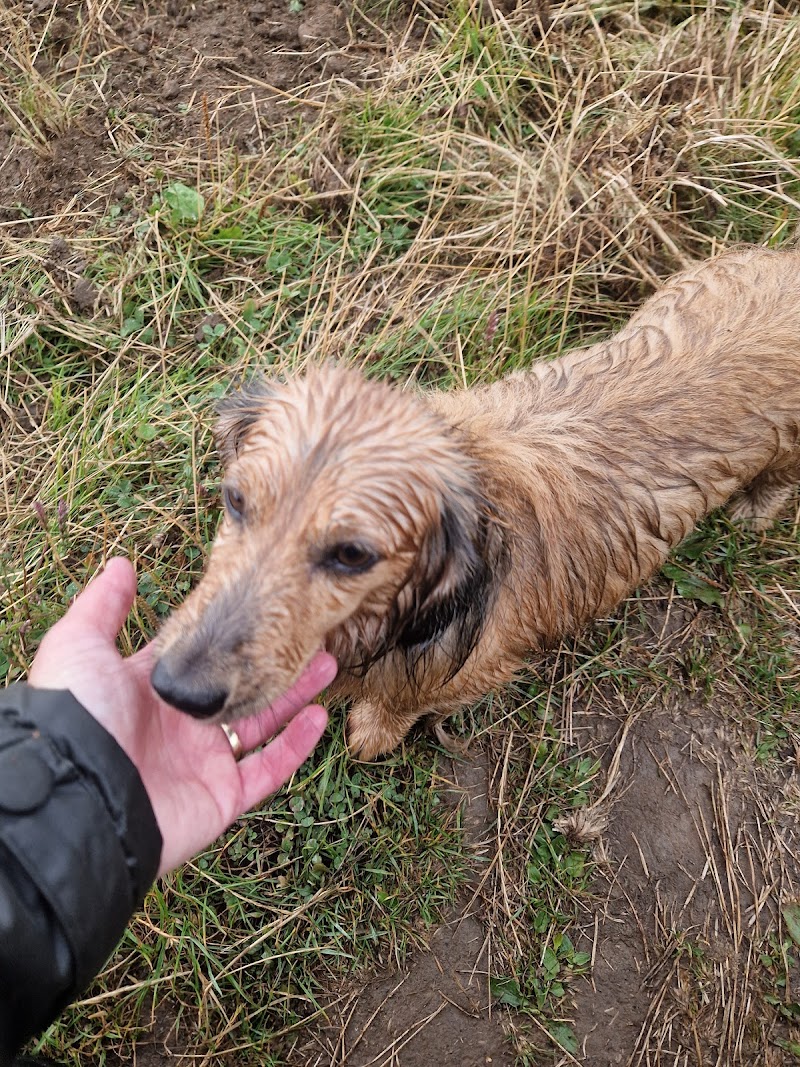 Pooch Patrol Dog Walks cover image