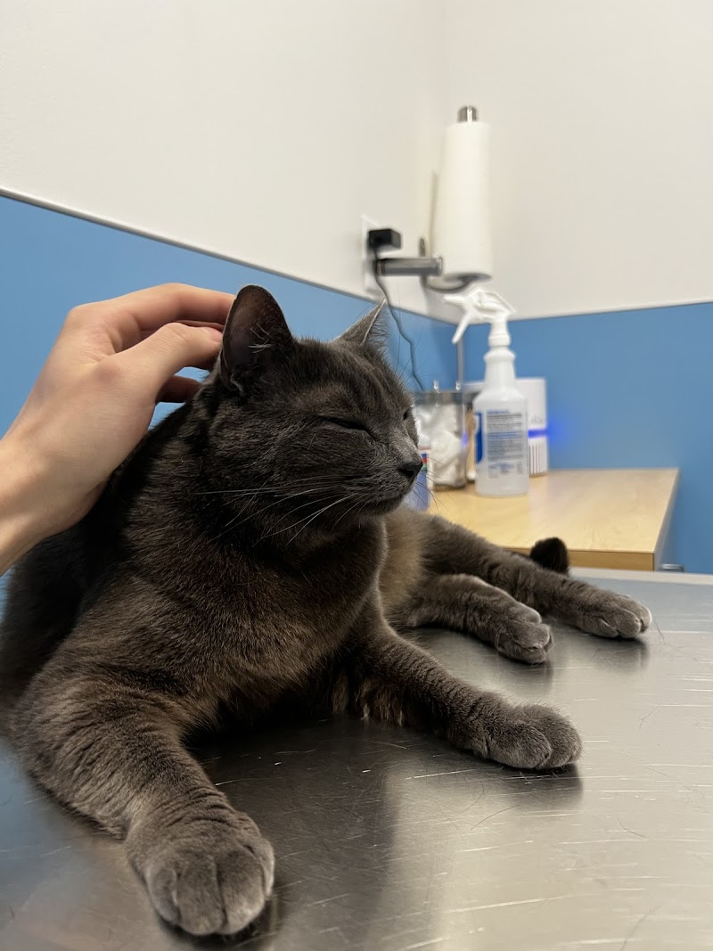 Urban Animal cover image