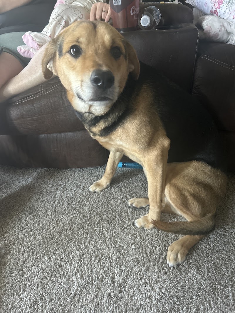 Broadmore Kennels cover image