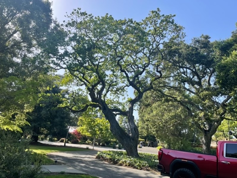 JC Tree Care & Landscape cover image