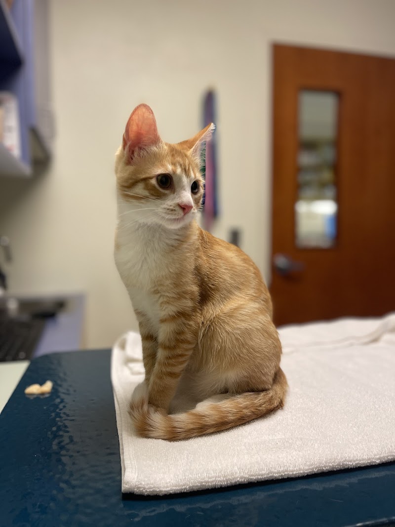 Rose City Veterinary Hospital cover image