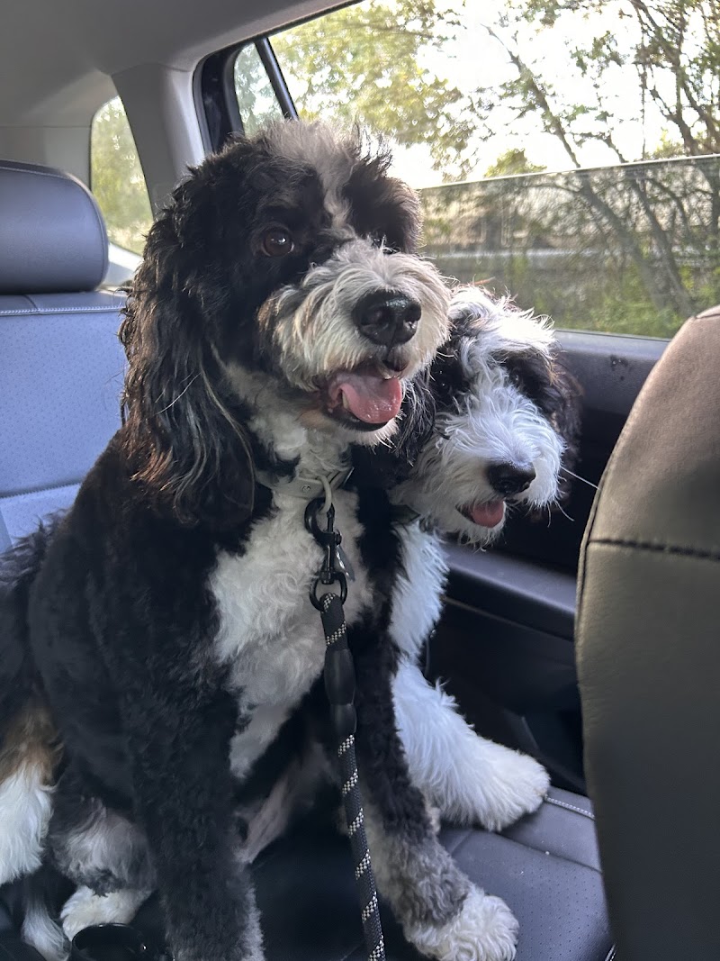 Spot for Dogs LLC cover image