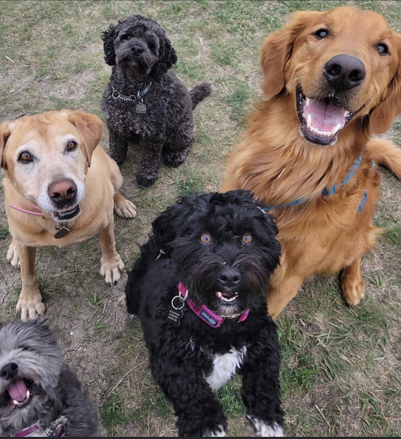 Ramble On Dog Walking and Pet Services cover image