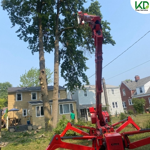 KD Tree Syracuse NY cover image