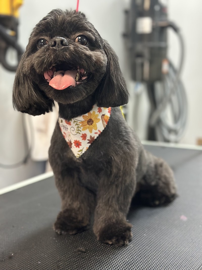 The Groom Room cover image