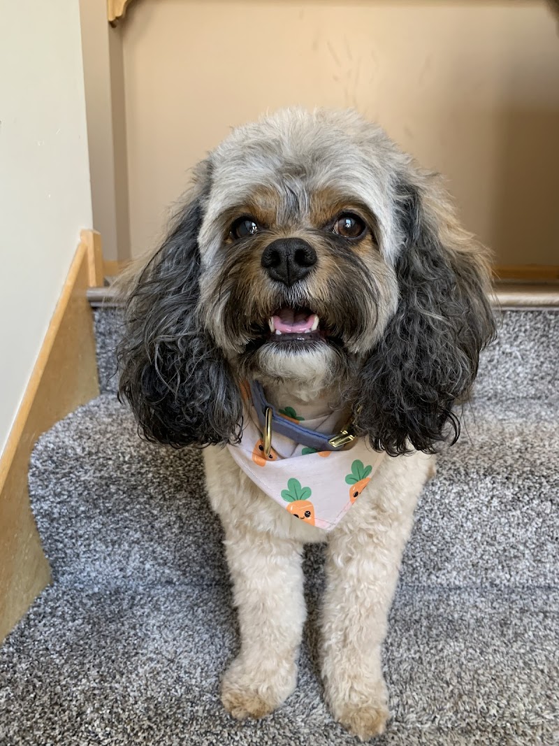 Paws Massage and Pet Sitting cover image