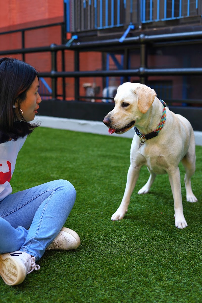 Paws & Tales Doggy Playgroup cover image