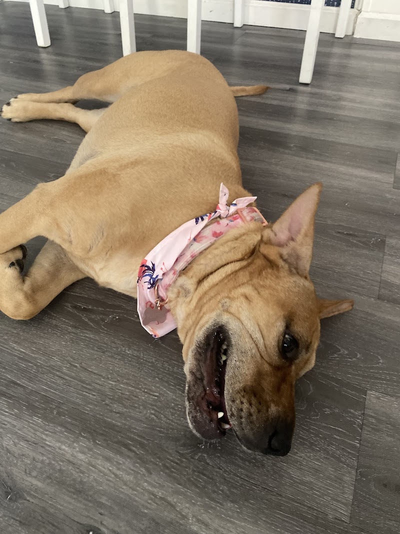 Doggy Stylez cover image