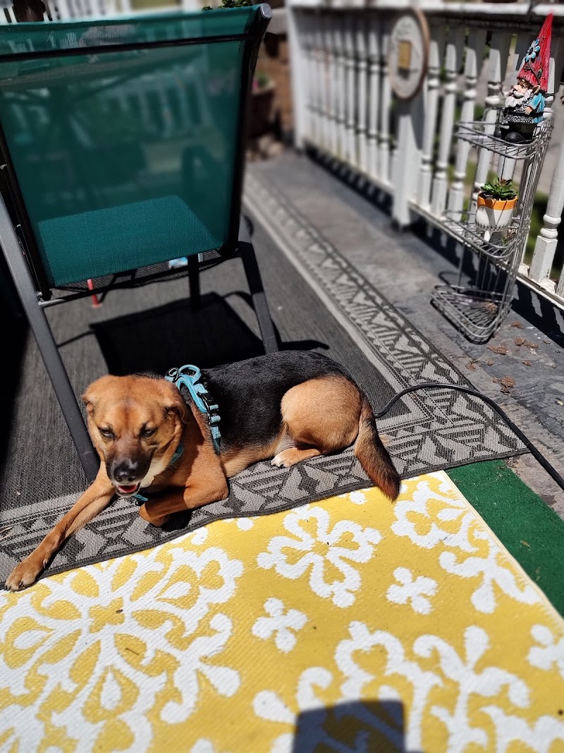 THE DOGWALKER cover image