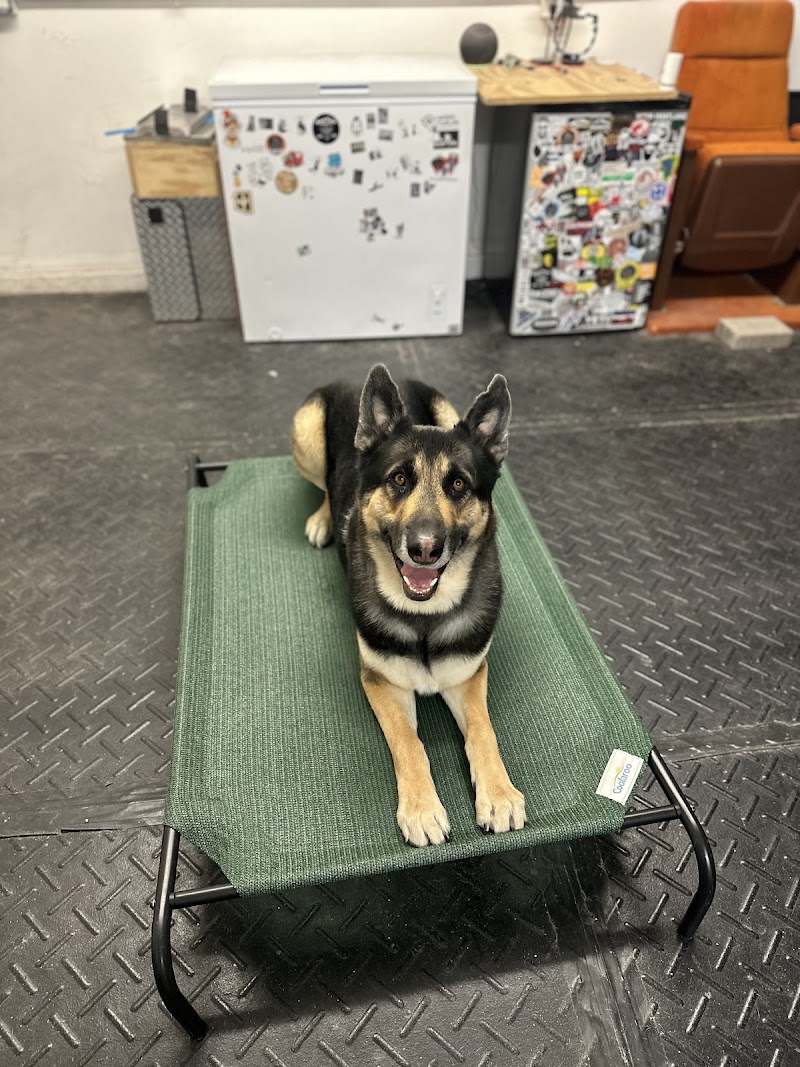 Hodge Canine cover image