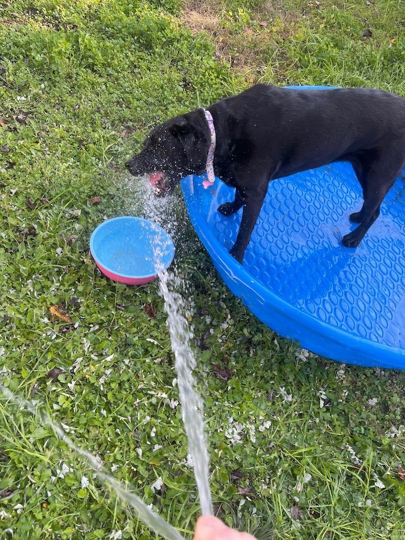 Auntie Chelle's Pet Care, LLC cover image