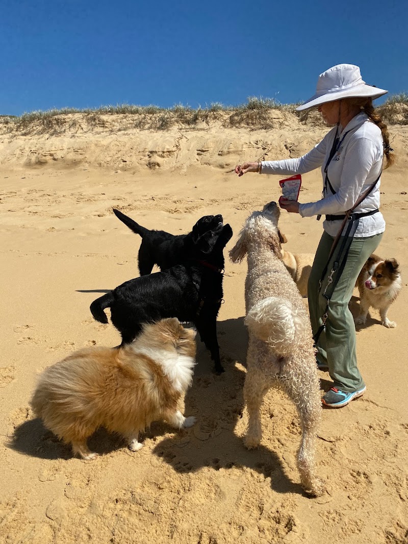 All4Paws Dog Training cover image