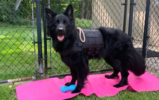 Dog Rink cover image