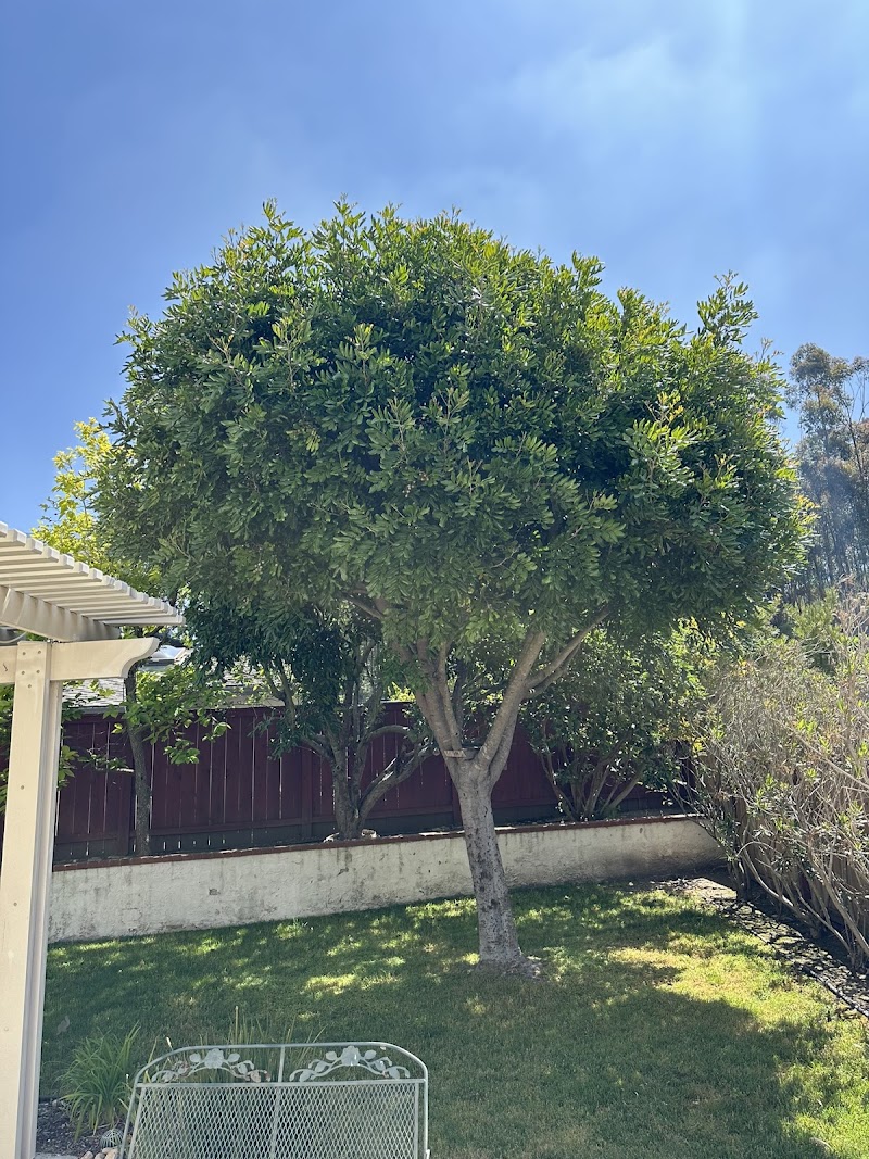 Tree Service San Diego cover image