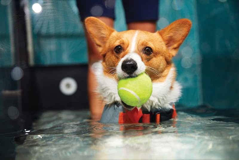 Smart Dog Dallas cover image