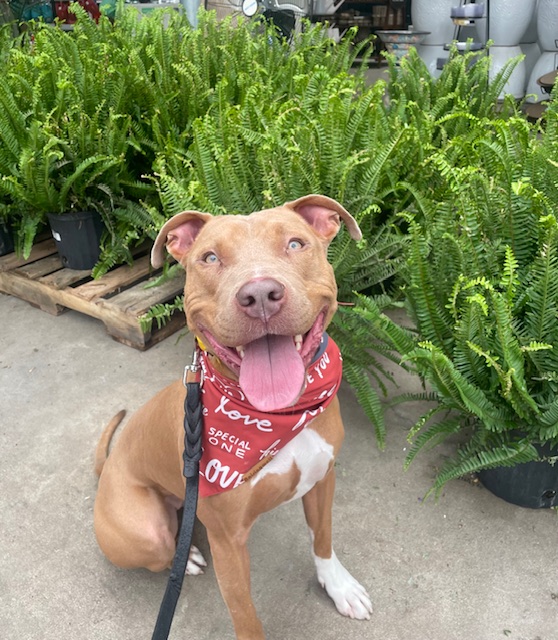 Tip Top K9 Dog Training McKinney cover image