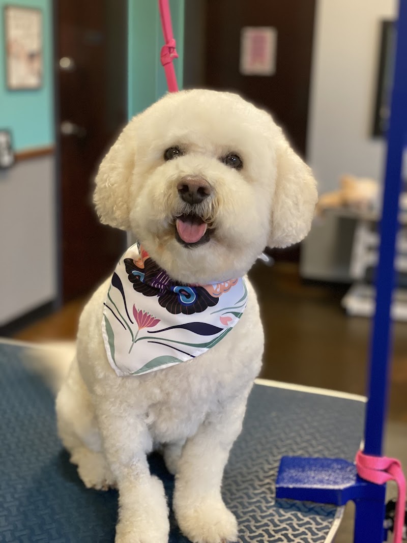 QC Canine Design- Pet Spa cover image