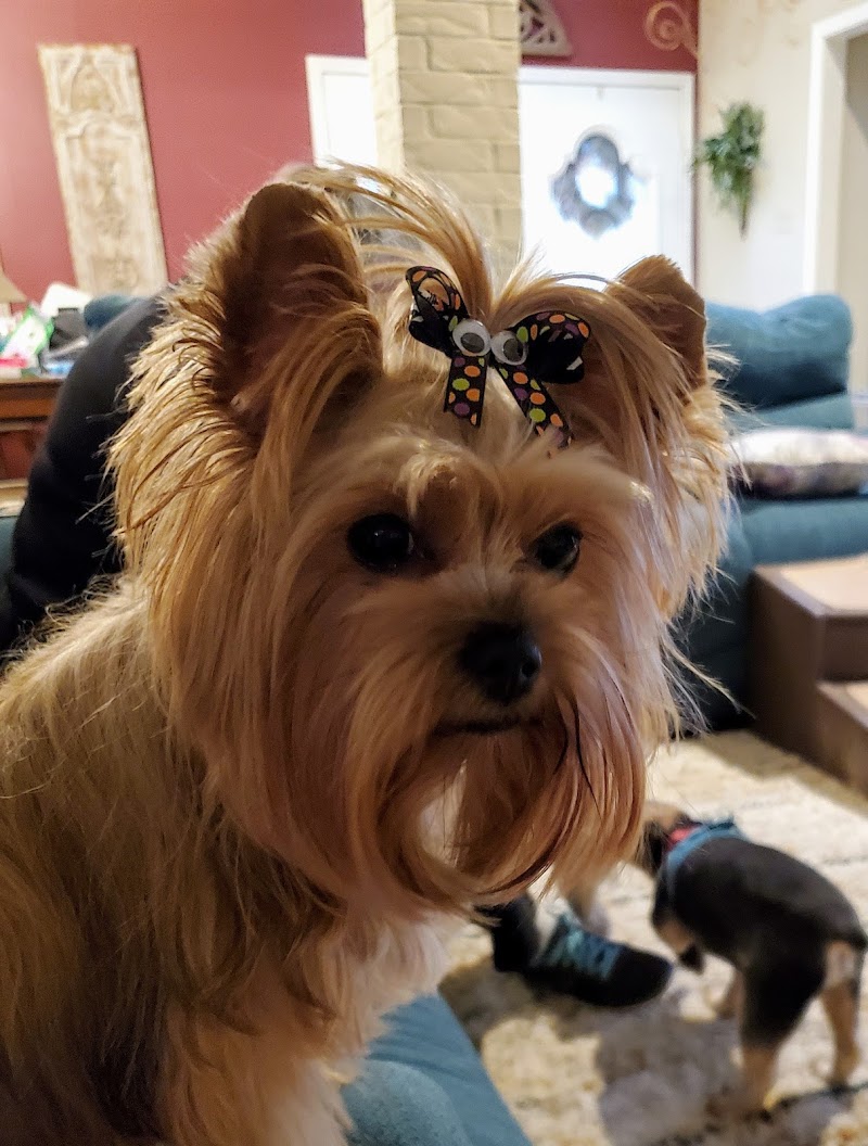 Cimarron Pet Salon cover image