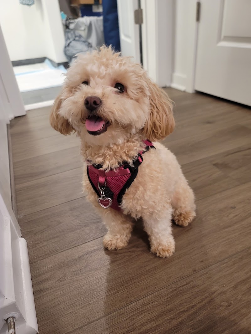 Pupperzone Dog Training cover image