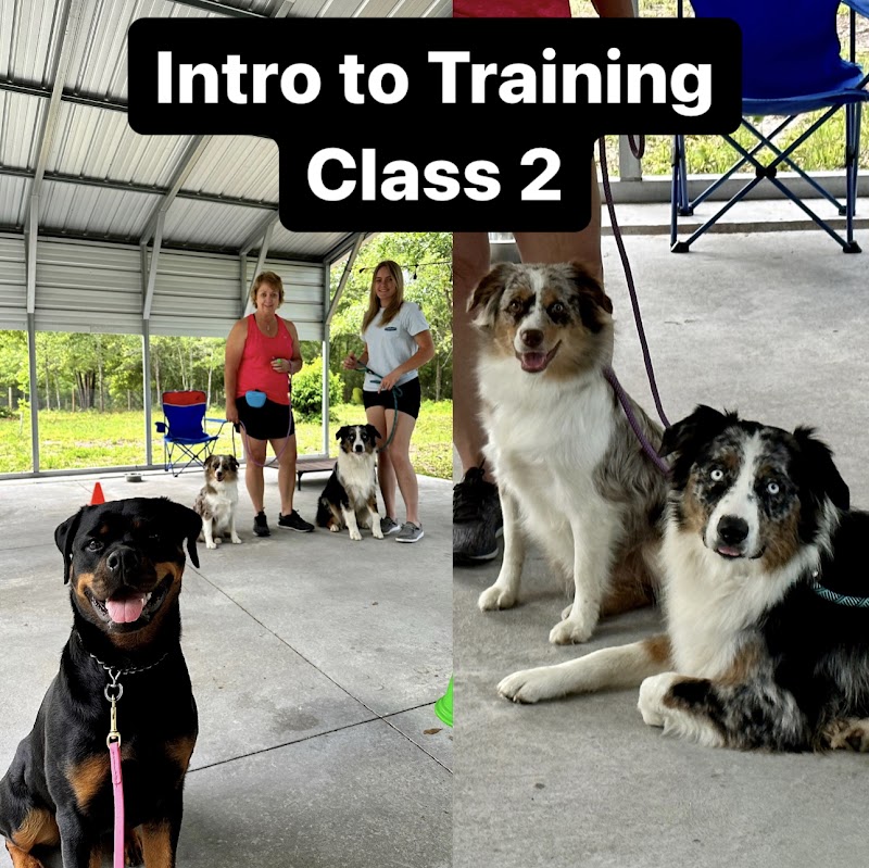 Comprehensive Canine Training cover image