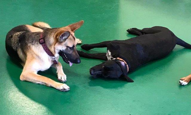 VIPet Resort cover image