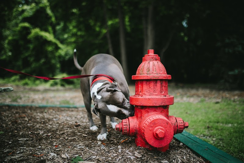 Gracelane Kennels cover image