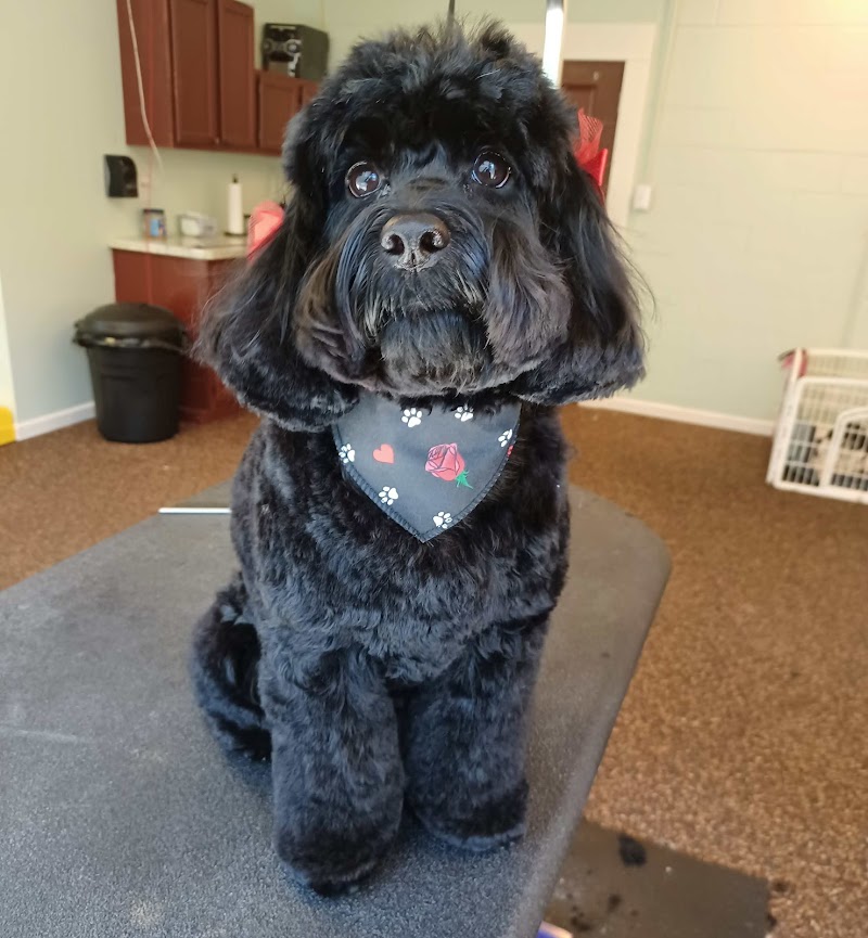 Wildflower Pet Spa cover image